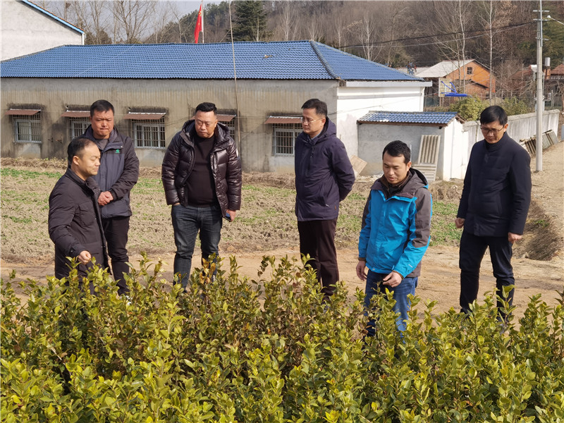 1675772421722797.jpg 介绍油茶情况.jpg